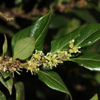 Buxaceae